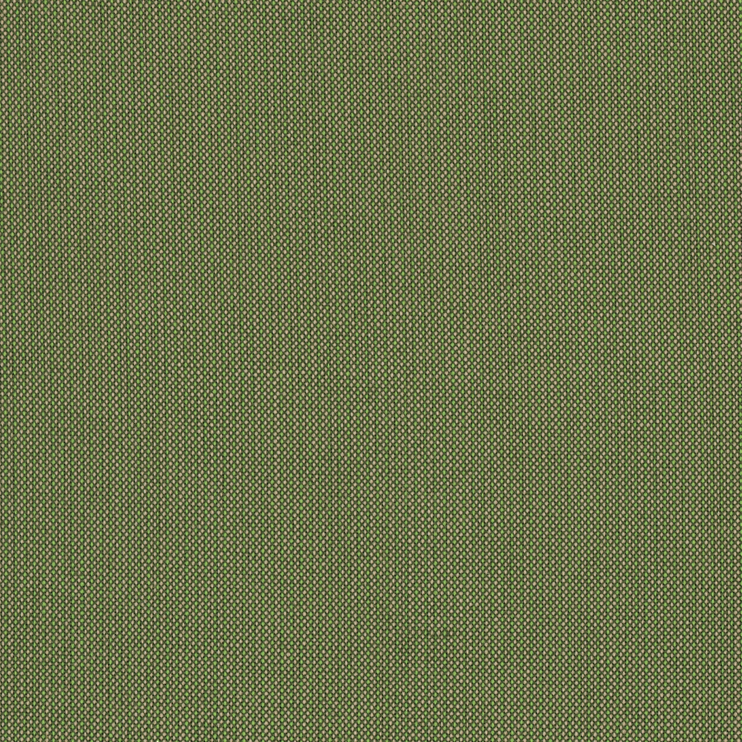 SPECTRUM CILANTRO